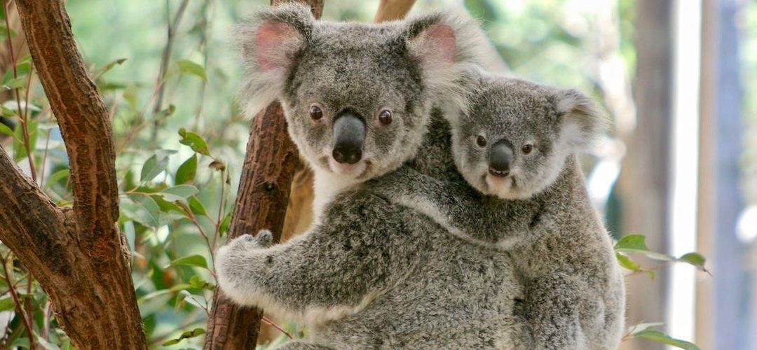 Meet the locals at Lone Pine Koala Sanctuary Brisbane