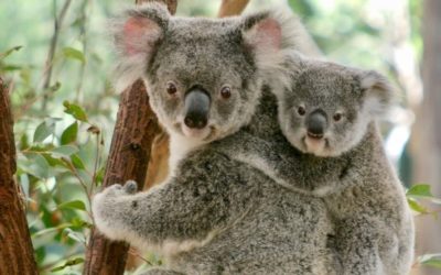 Meet the locals at Lone Pine Koala Sanctuary Brisbane
